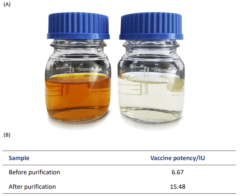 Comparison of the appearance (A) and titer of virus (B) before and after purification