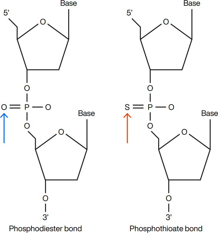 Phosphodiester linkage (PO) vs. phosphorothioate (PS) linkage