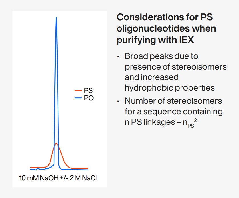 Peak broadening of a 20 nt DNA ON