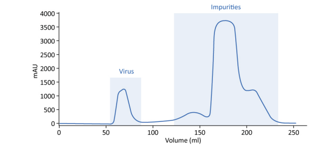 Purification of inactivated rabies virus on WorkBeads 40/1000 SEC by increasing the sample loading.