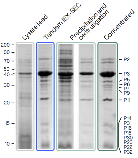 SDS-PAGE of virus samples