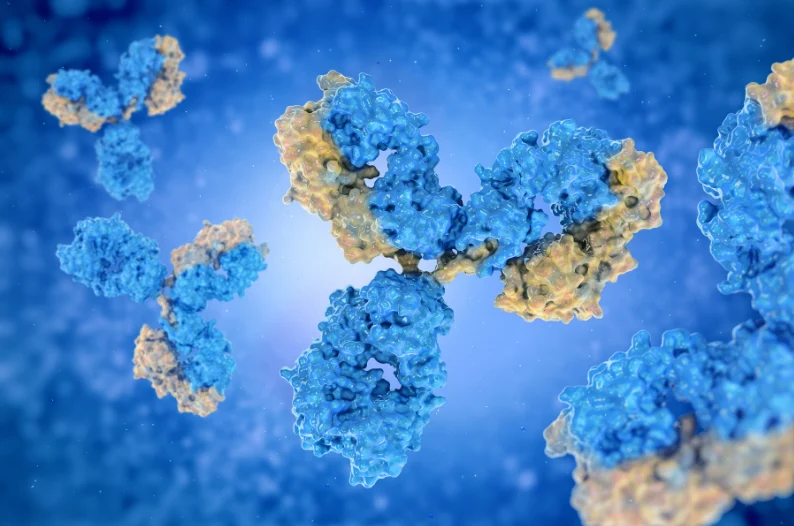 Antibodies are purified using protein A