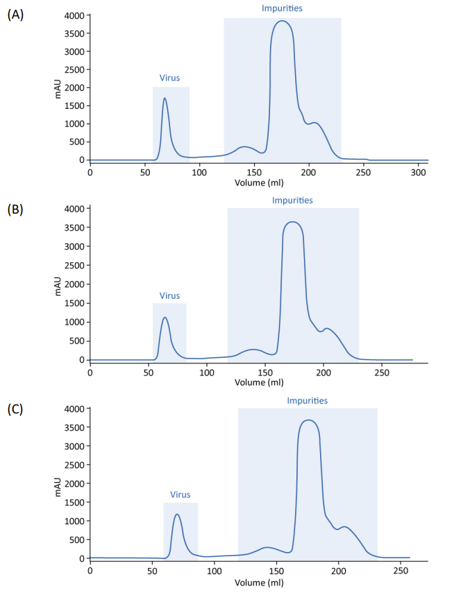 Reproducible results, three batches (A, B, C) of inactivated rabies virus purified on WorkBeads 40/1000 SEC.