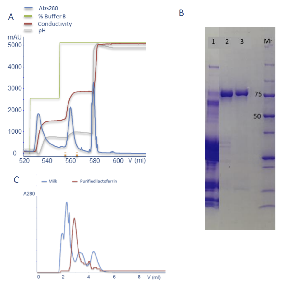 Purification of lactoferrin from bovine low-fat milk on BabyBio S 5 ml.
