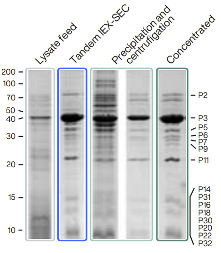 SDS-PAGE of virus samples